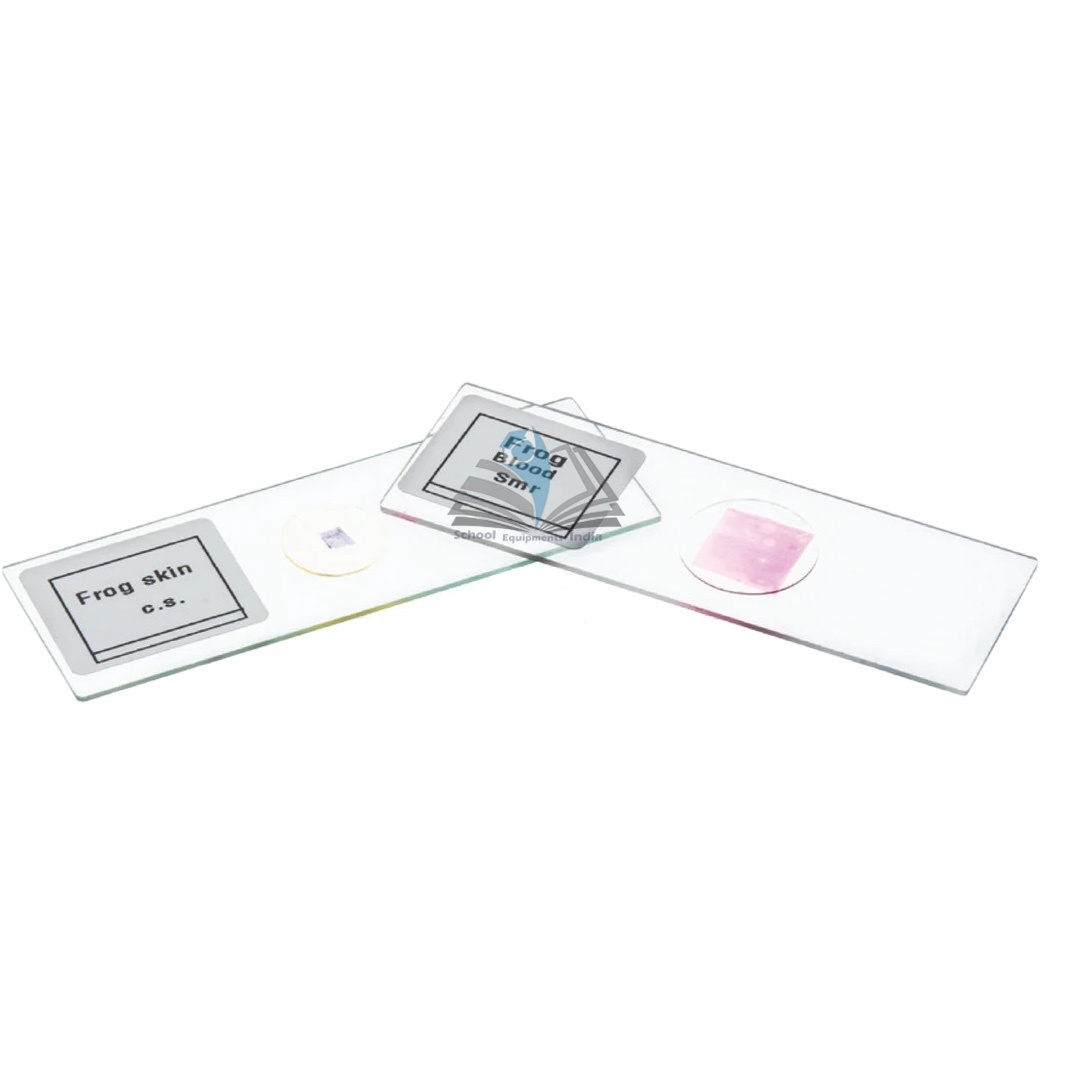 Plant Tissue Slide